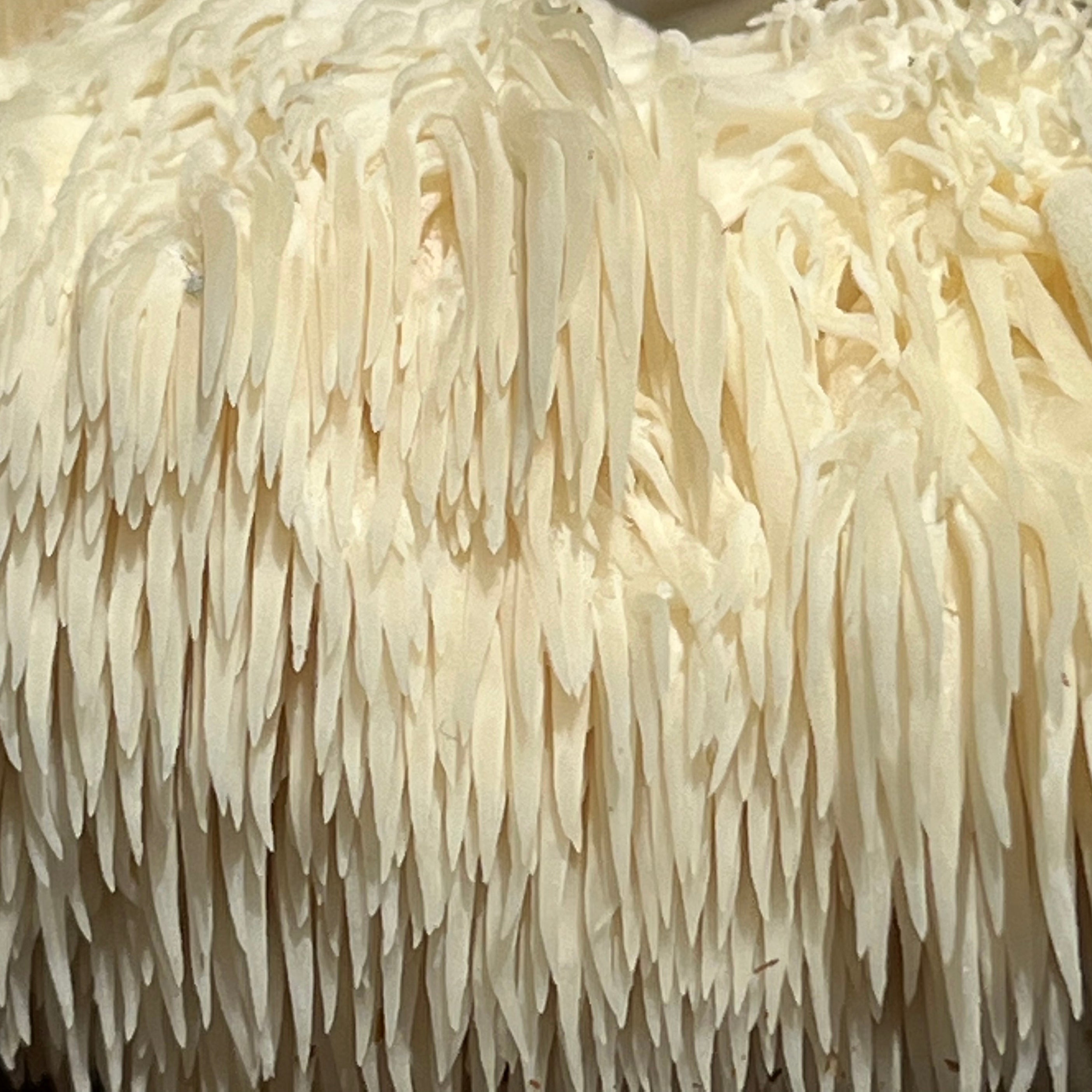 Melena de León (Hericium erinaceus)